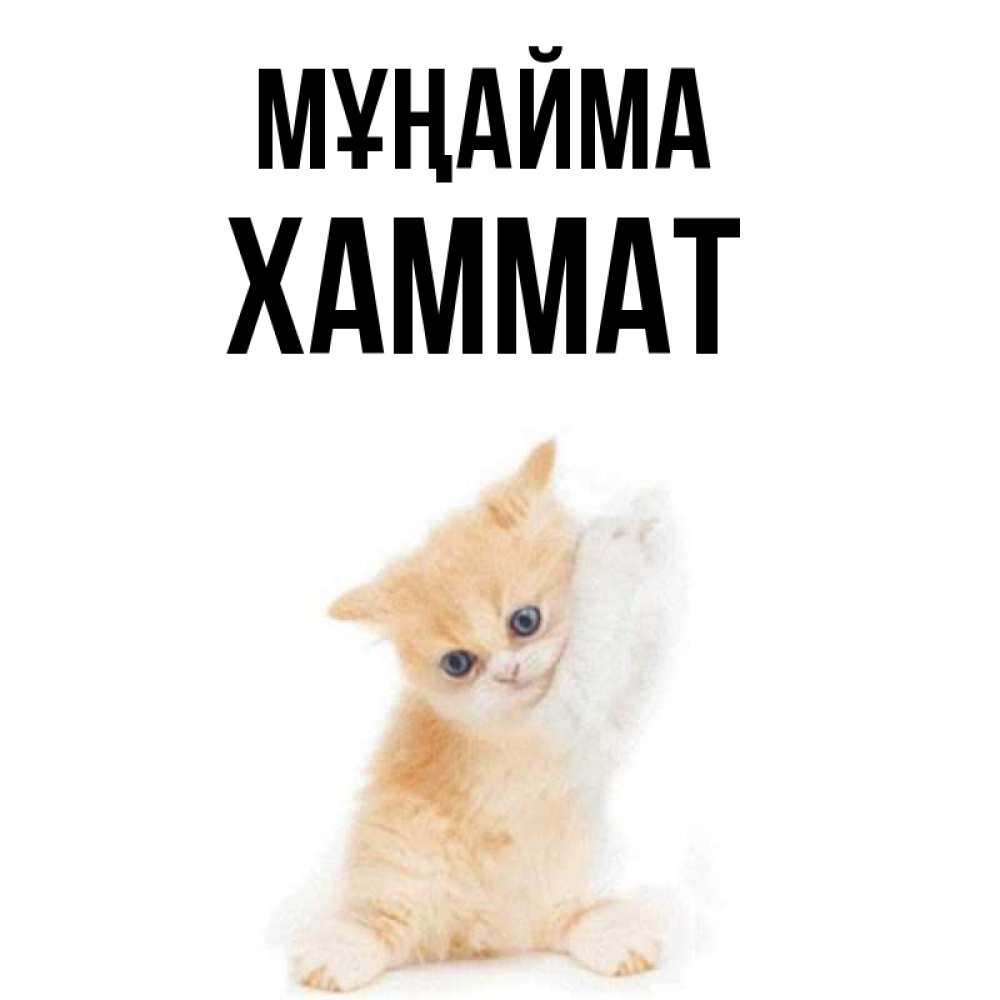 Күн сайын ашық хат с именем, ХАММАТ Мұңайма просящий кот Онлайн тегін жүктеп алу тілектері бар керемет карта 