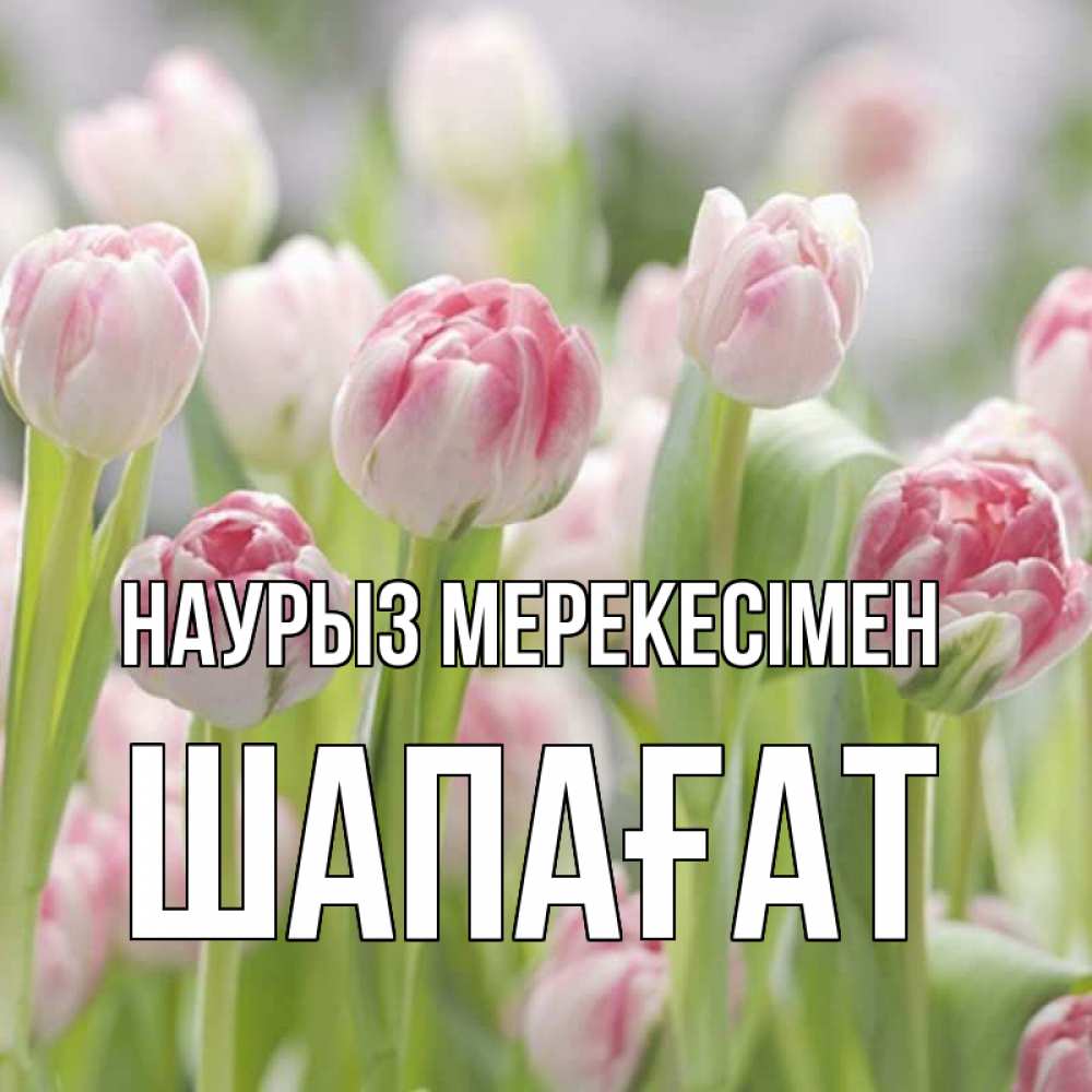Күн сайын ашық хат с именем, ШАПАҒАТ Наурыз мерекесімен цветы Онлайн тегін жүктеп алу тілектері бар керемет карта 