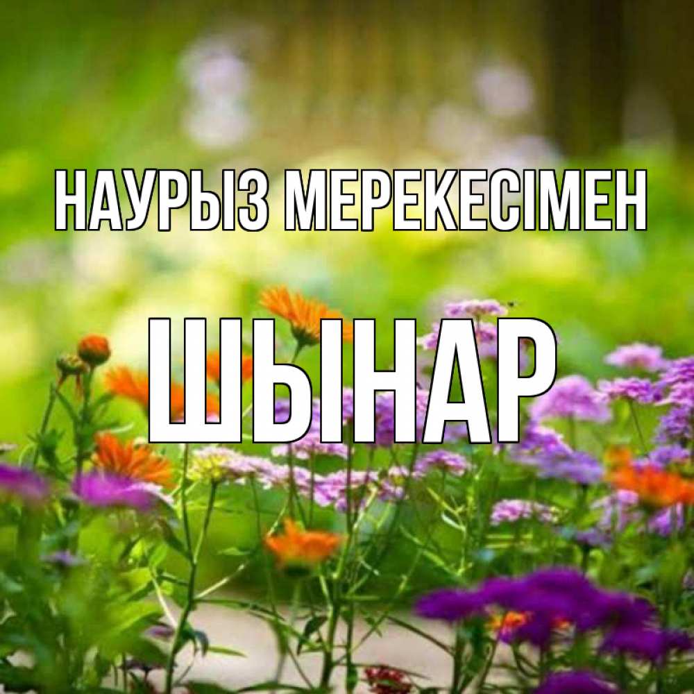Күн сайын ашық хат с именем, ШЫНАР Наурыз мерекесімен цветы Онлайн тегін жүктеп алу тілектері бар керемет карта 