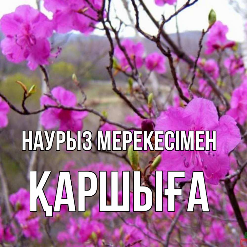 Күн сайын ашық хат с именем, Қаршыға Наурыз мерекесімен праздник весны наурыз Онлайн тегін жүктеп алу тілектері бар керемет карта 