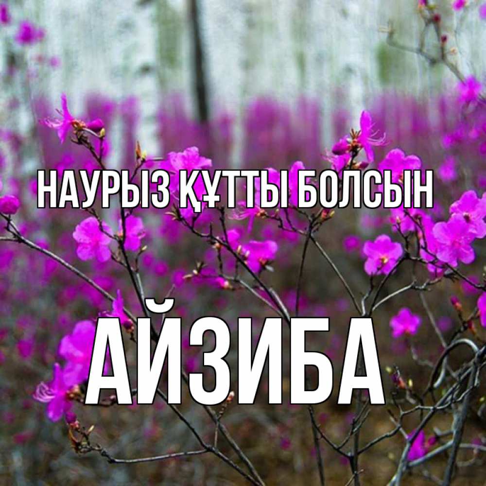 Күн сайын ашық хат с именем, АЙЗИБА Наурыз құтты болсын дикие цветы Онлайн тегін жүктеп алу тілектері бар керемет карта 