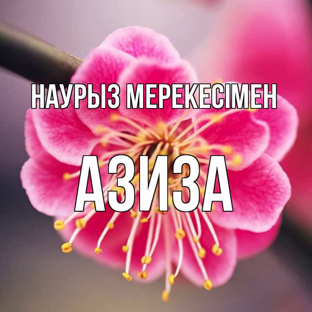 Күн сайын ашық хат с именем, Азиза Наурыз мерекесімен цветы Онлайн тегін жүктеп алу тілектері бар керемет карта 