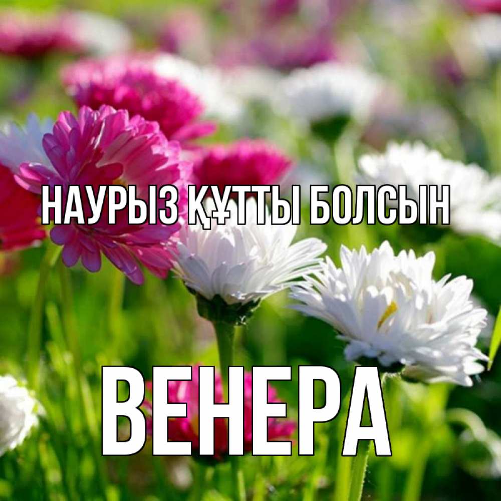 Күн сайын ашық хат с именем, Венера Наурыз құтты болсын наурыз Онлайн тегін жүктеп алу тілектері бар керемет карта 
