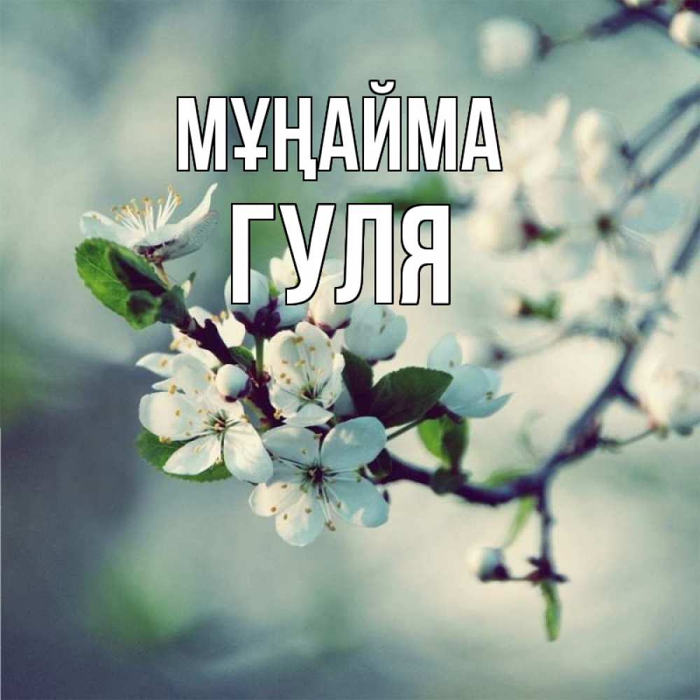 Күн сайын ашық хат с именем, Гуля Мұңайма яблоня в цвету 1 Онлайн тегін жүктеп алу тілектері бар керемет карта 