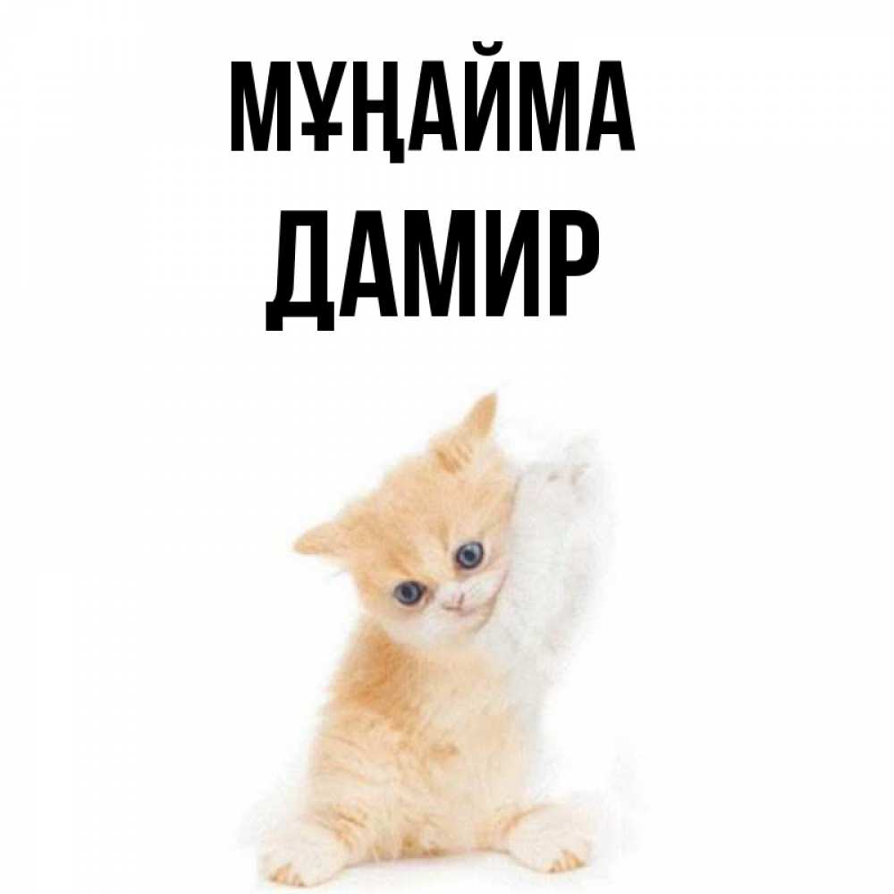Күн сайын ашық хат с именем, Дамир Мұңайма просящий кот Онлайн тегін жүктеп алу тілектері бар керемет карта 