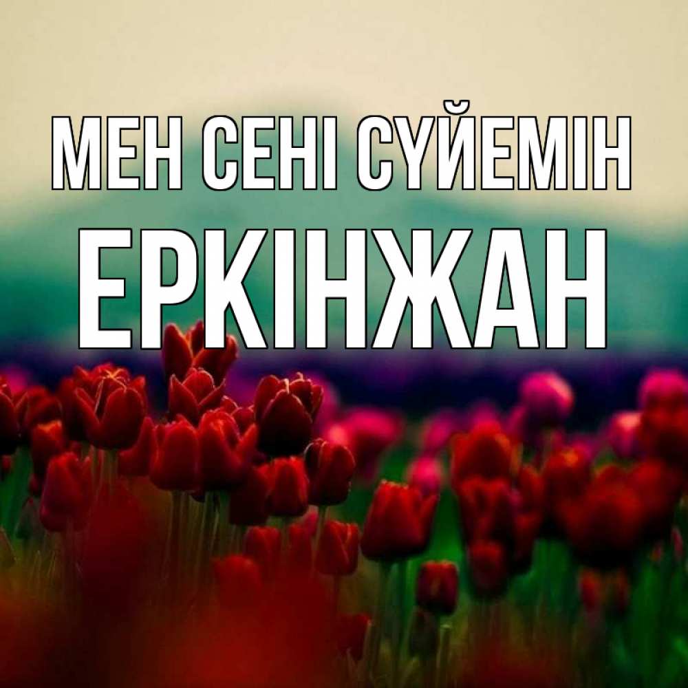 Күн сайын ашық хат с именем, Еркінжан Мен сені сүйемін тюльпаны 4 Онлайн тегін жүктеп алу тілектері бар керемет карта 