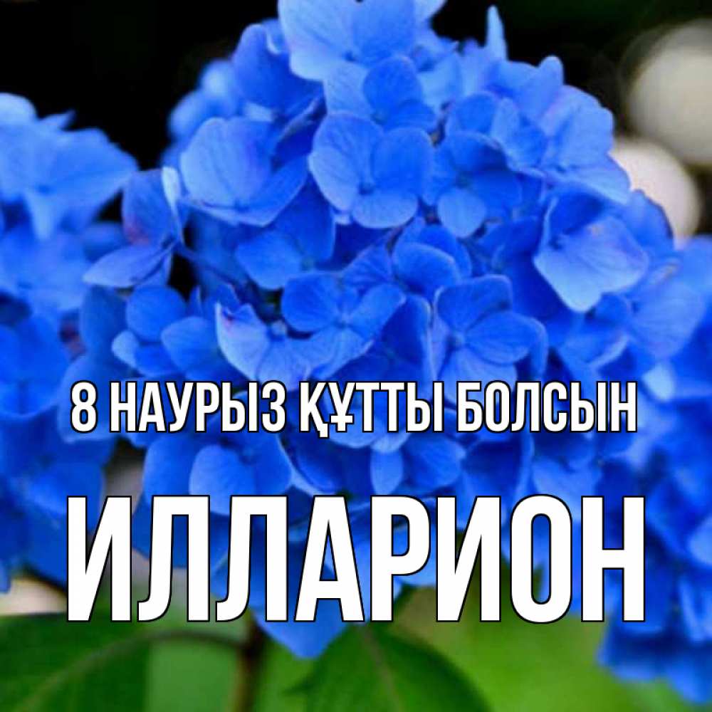 Күн сайын ашық хат с именем, Илларион 8 наурыз құтты болсын синие цветы Онлайн тегін жүктеп алу тілектері бар керемет карта 