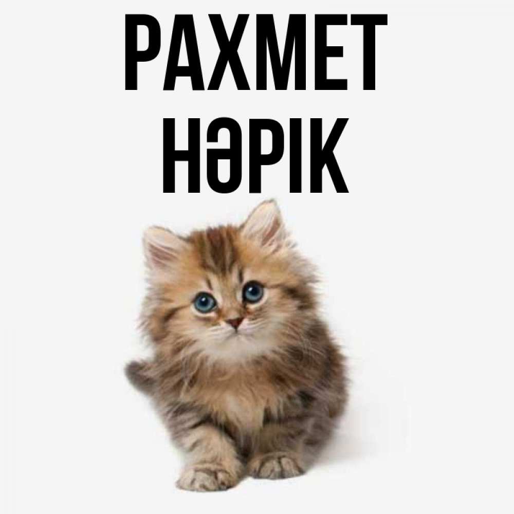Күн сайын ашық хат с именем, НӘРІК рахмет пушистый котик Онлайн тегін жүктеп алу тілектері бар керемет карта 