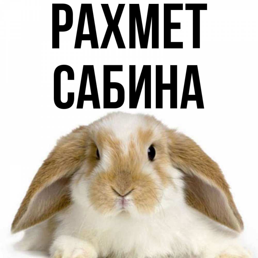 Күн сайын ашық хат с именем, Сабина рахмет коричнево белый заяц Онлайн тегін жүктеп алу тілектері бар керемет карта 