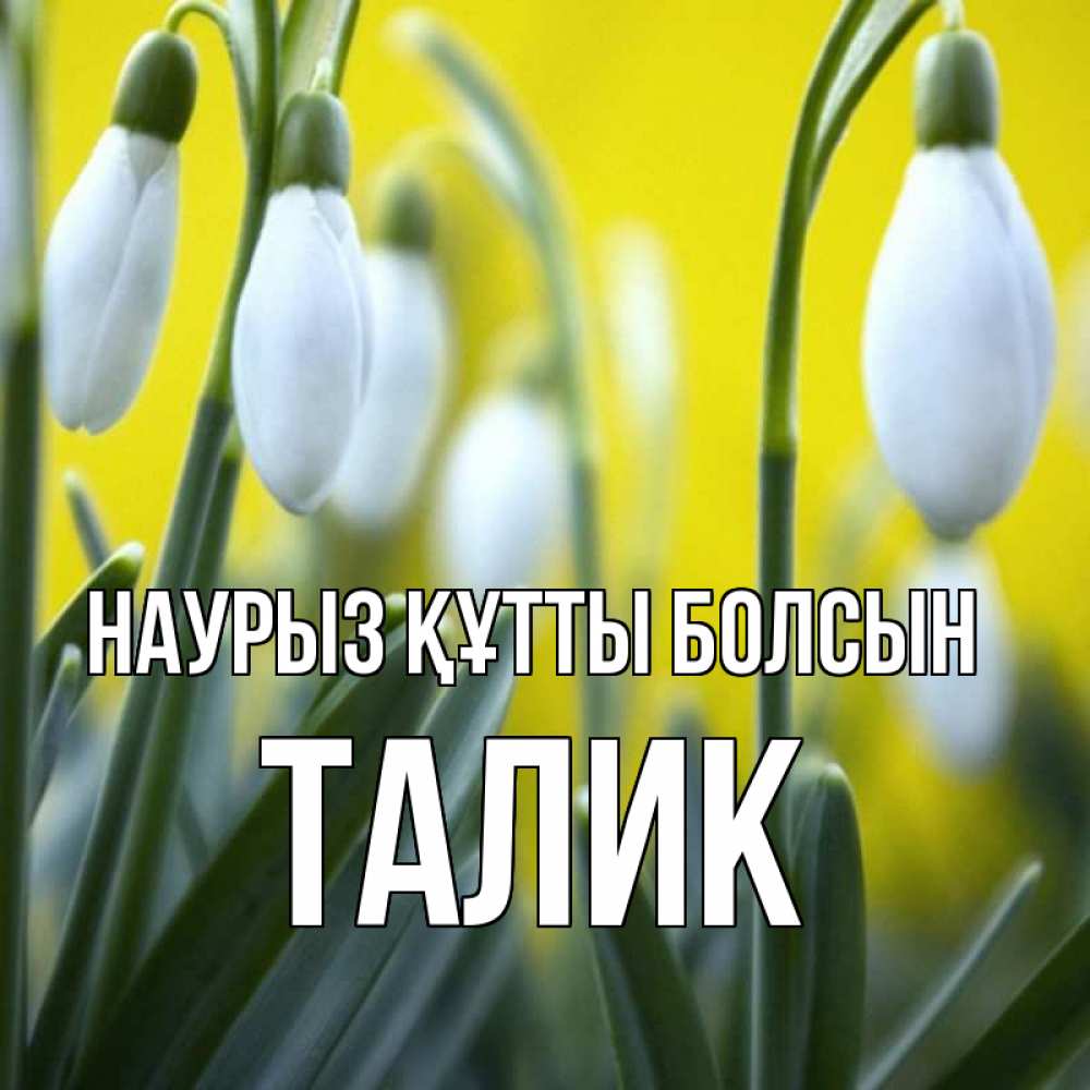 Күн сайын ашық хат с именем, Талик Наурыз құтты болсын весенние цветы Онлайн тегін жүктеп алу тілектері бар керемет карта 