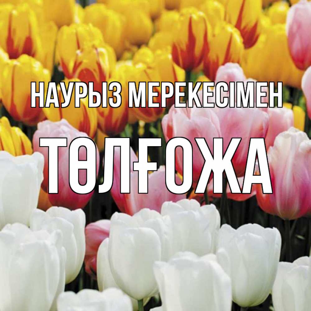 Күн сайын ашық хат с именем, ТӨЛҒОЖА Наурыз мерекесімен разноцветные цветы Онлайн тегін жүктеп алу тілектері бар керемет карта 