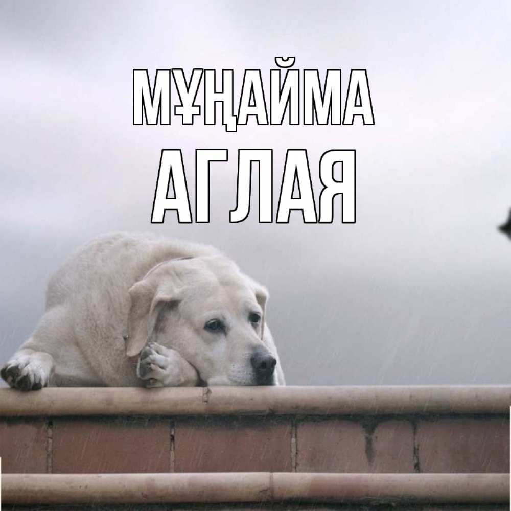 Күн сайын ашық хат с именем, Аглая Мұңайма белый пес 1 Онлайн тегін жүктеп алу тілектері бар керемет карта 
