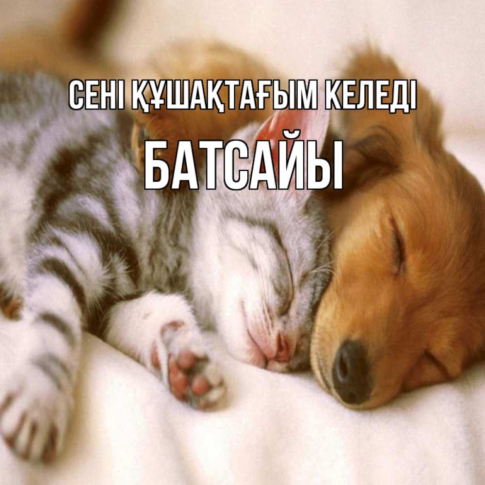 Күн сайын ашық хат с именем, Батсайы сені құшақтағым келеді пес и котенок Онлайн тегін жүктеп алу тілектері бар керемет карта 