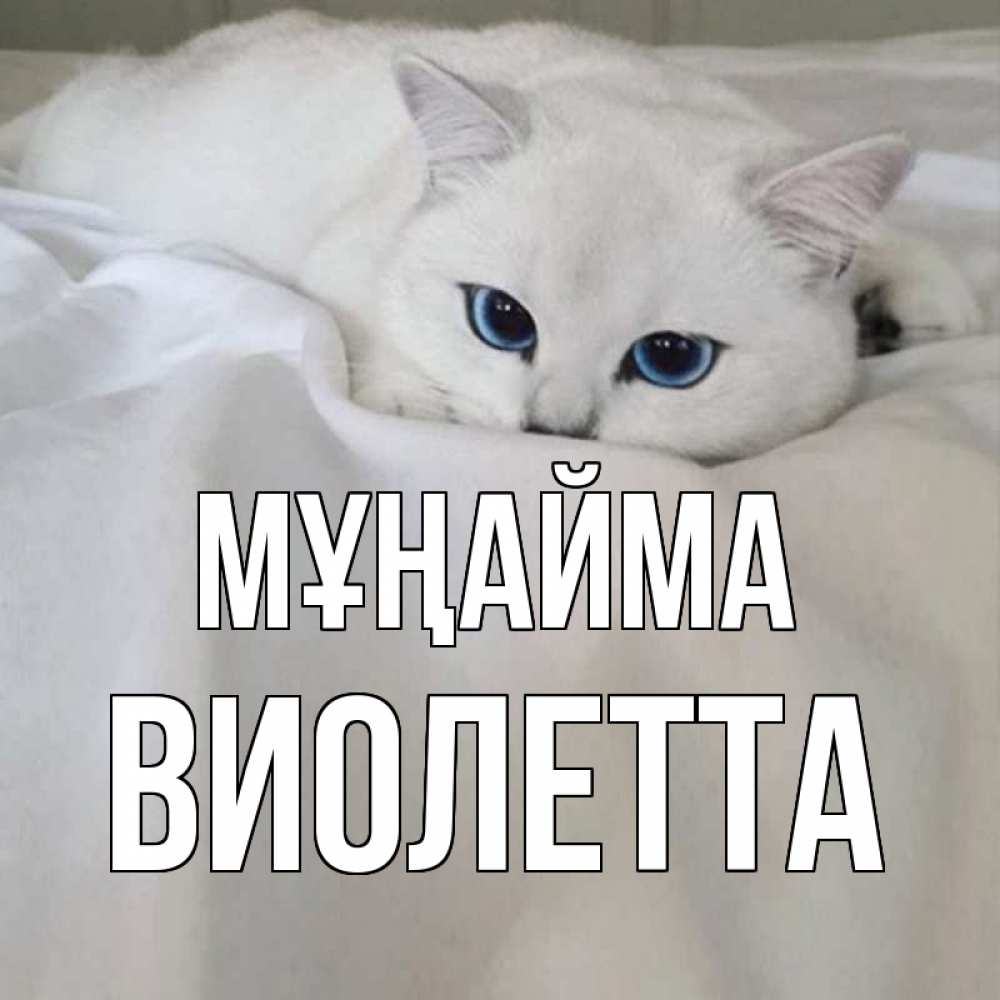 Күн сайын ашық хат с именем, Виолетта Мұңайма белый кот с голубыми глазами на белоснежной кровати Онлайн тегін жүктеп алу тілектері бар керемет карта 