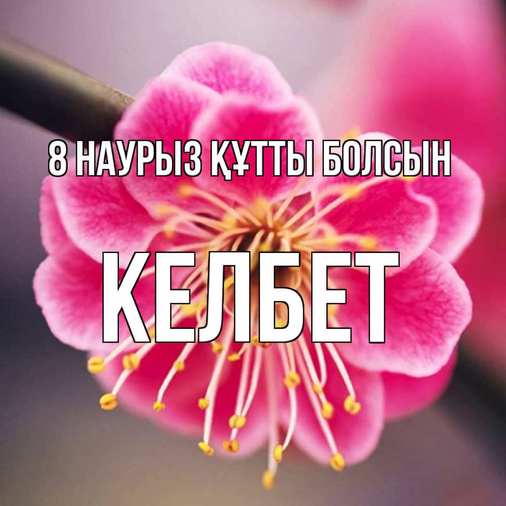 Күн сайын ашық хат с именем, КЕЛБЕТ 8 наурыз құтты болсын цветы Онлайн тегін жүктеп алу тілектері бар керемет карта 