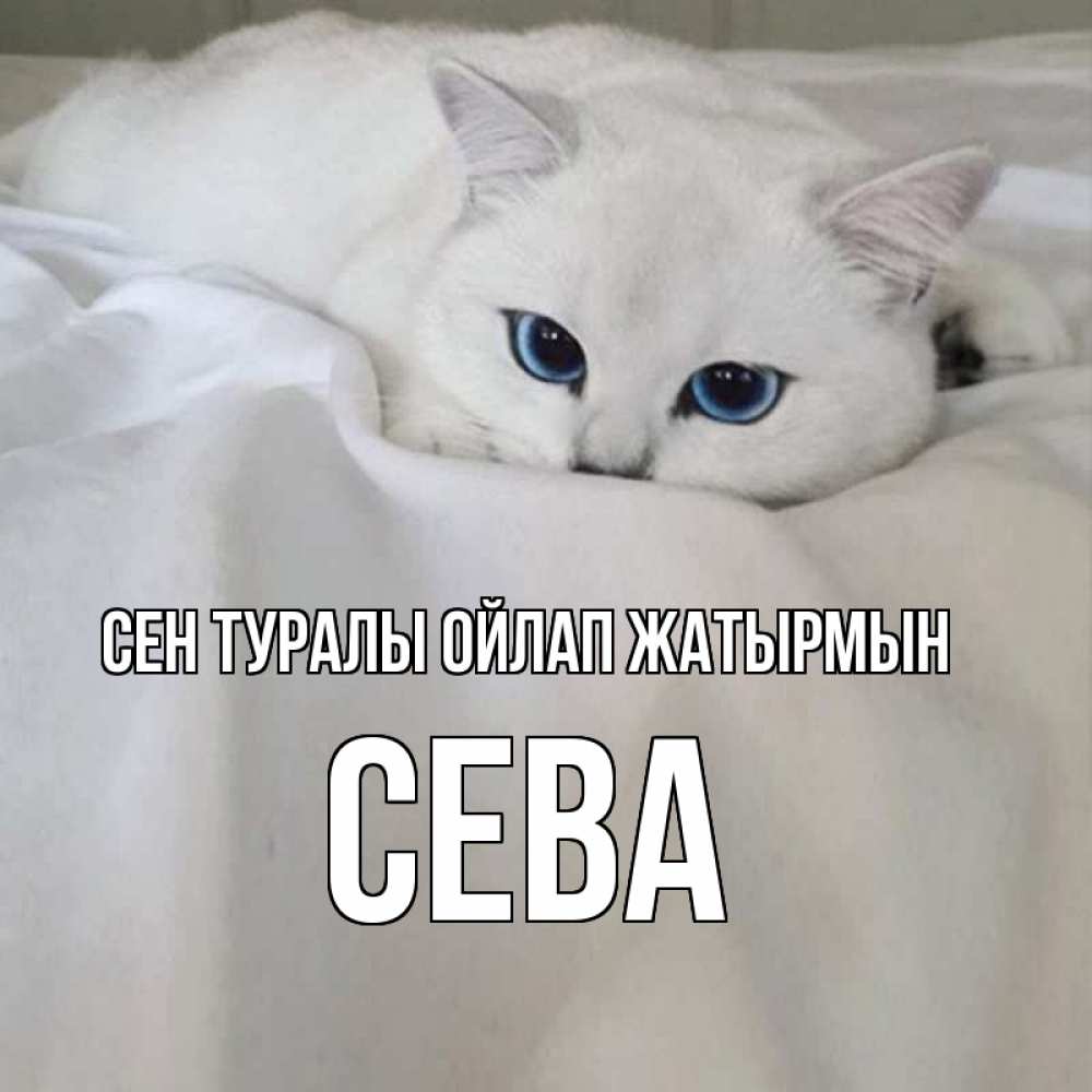 Күн сайын ашық хат с именем, Сева Сен туралы ойлап жатырмын я очень по тебе скучаю и тоскую Онлайн тегін жүктеп алу тілектері бар керемет карта 