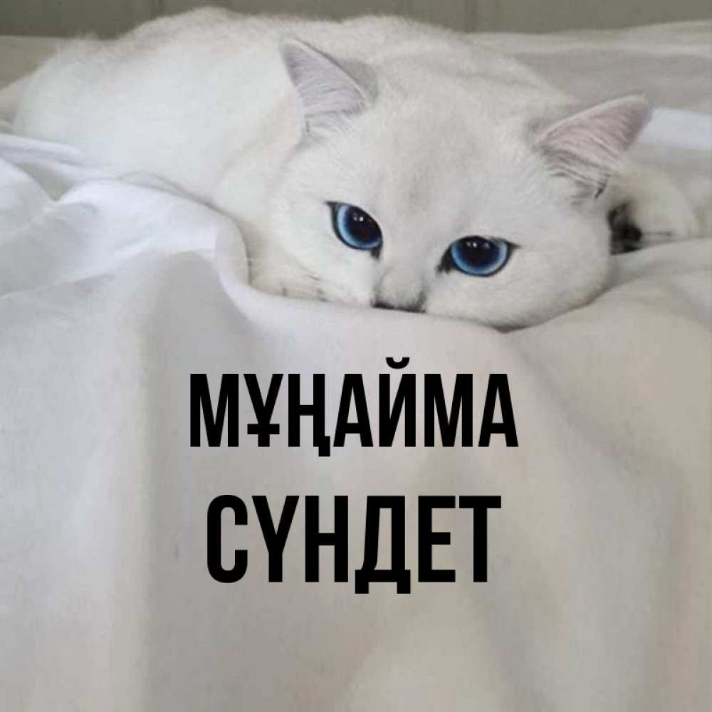 Күн сайын ашық хат с именем, СҮНДЕТ Мұңайма Голубоглазая кошка Онлайн тегін жүктеп алу тілектері бар керемет карта 