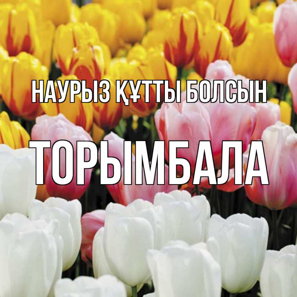 Күн сайын ашық хат с именем, ТОРЫМБАЛА Наурыз құтты болсын разноцветные цветы Онлайн тегін жүктеп алу тілектері бар керемет карта 