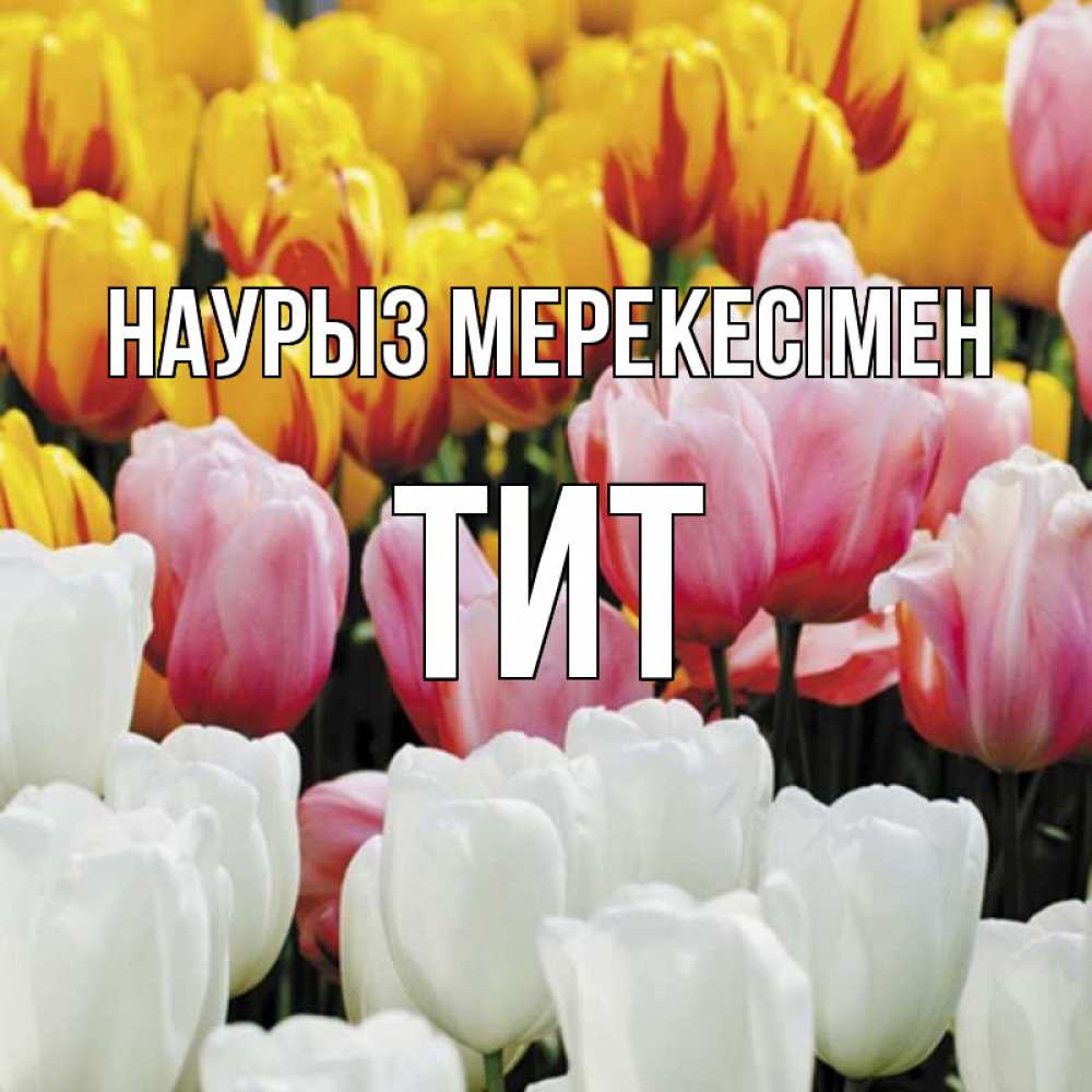 Күн сайын ашық хат с именем, Тит Наурыз мерекесімен разноцветные цветы Онлайн тегін жүктеп алу тілектері бар керемет карта 