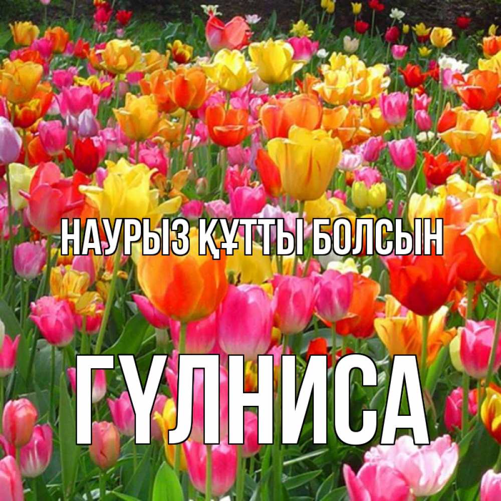 Күн сайын ашық хат с именем, ГҮЛНИСА Наурыз құтты болсын на наурыз  ура ура Онлайн тегін жүктеп алу тілектері бар керемет карта 