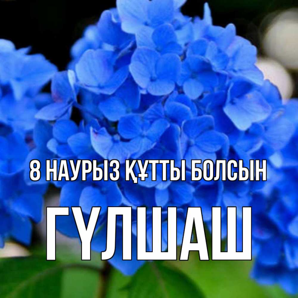 Күн сайын ашық хат с именем, ГҮЛШАШ 8 наурыз құтты болсын синие цветы Онлайн тегін жүктеп алу тілектері бар керемет карта 