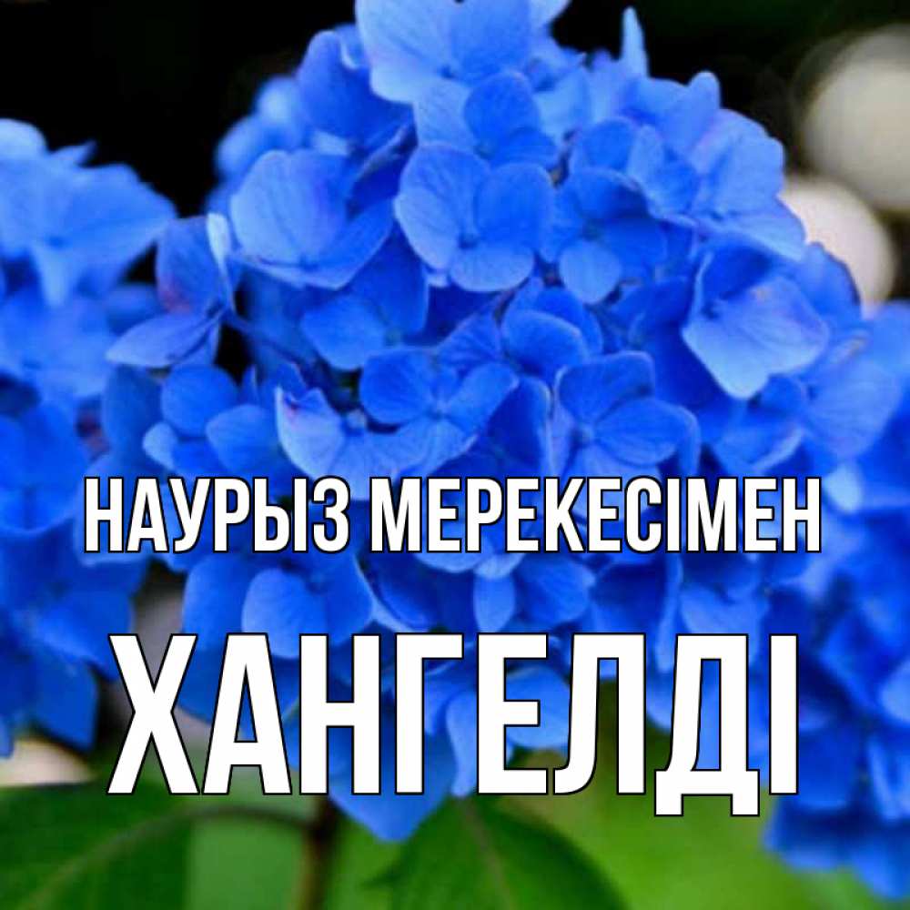 Күн сайын ашық хат с именем, ХАНГЕЛДІ Наурыз мерекесімен синие цветы Онлайн тегін жүктеп алу тілектері бар керемет карта 