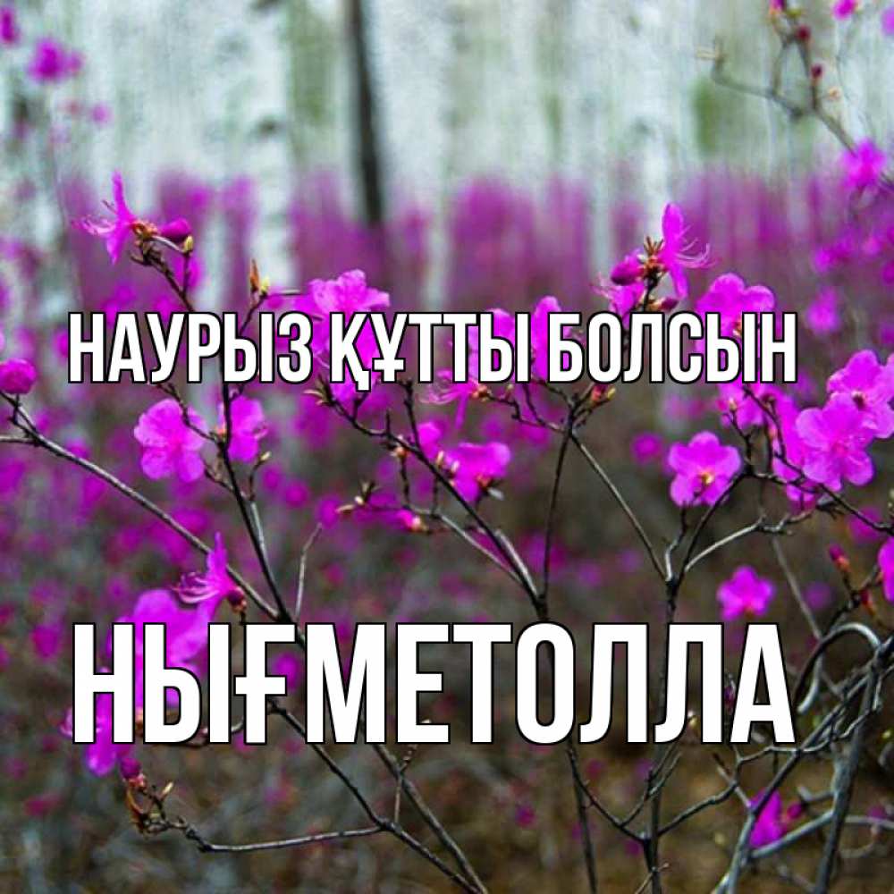 Күн сайын ашық хат с именем, НЫҒМЕТОЛЛА Наурыз құтты болсын дикие цветы Онлайн тегін жүктеп алу тілектері бар керемет карта 