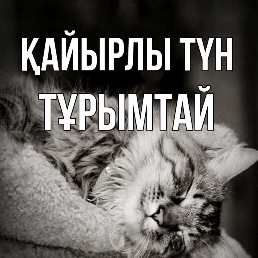 Күн сайын ашық хат с именем, ТҰРЫМТАЙ Қайырлы түн котярик пушистый Онлайн тегін жүктеп алу тілектері бар керемет карта 