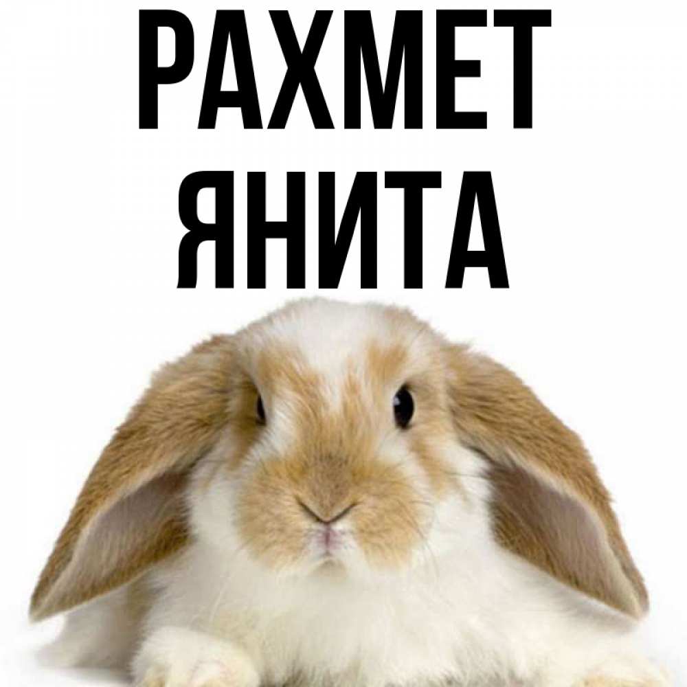Күн сайын ашық хат с именем, Янита рахмет коричнево белый заяц Онлайн тегін жүктеп алу тілектері бар керемет карта 