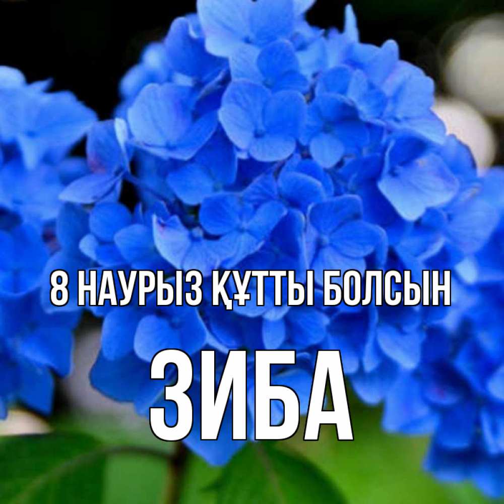 Күн сайын ашық хат с именем, ЗИБА 8 наурыз құтты болсын синие цветы Онлайн тегін жүктеп алу тілектері бар керемет карта 