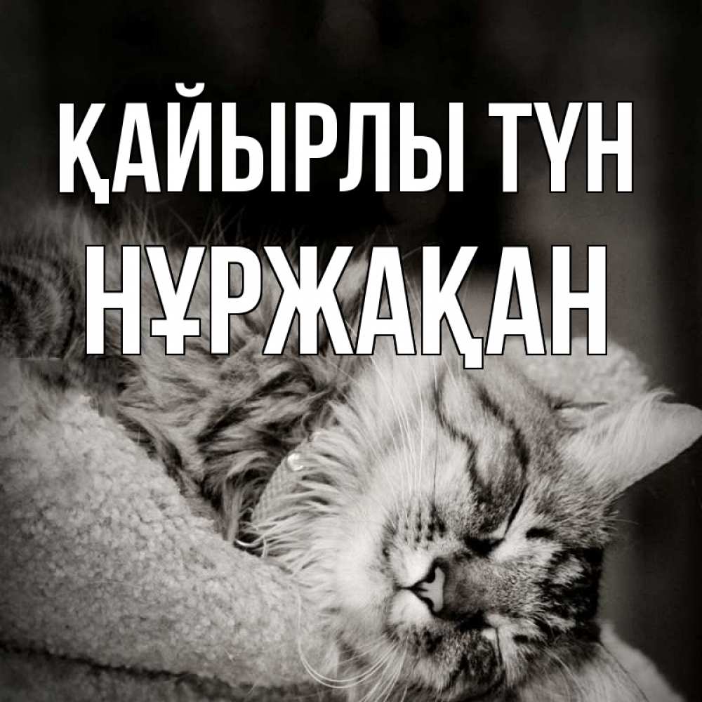Күн сайын ашық хат с именем, НҰРЖАҚАН Қайырлы түн котярик пушистый Онлайн тегін жүктеп алу тілектері бар керемет карта 