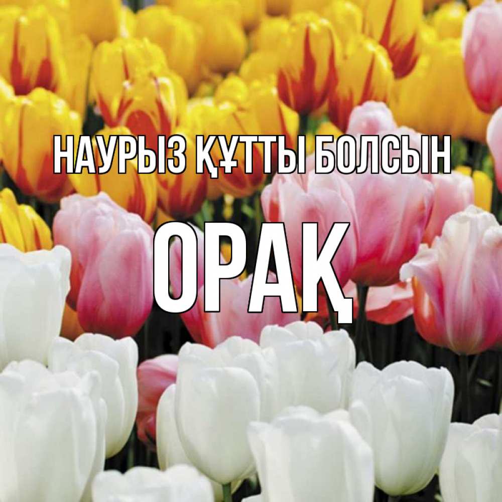 Күн сайын ашық хат с именем, ОРАҚ Наурыз құтты болсын разноцветные цветы Онлайн тегін жүктеп алу тілектері бар керемет карта 