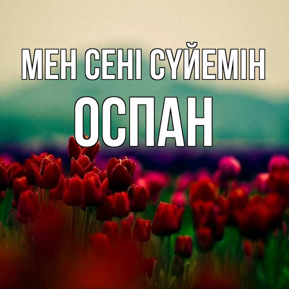 Күн сайын ашық хат с именем, ОСПАН Мен сені сүйемін тюльпаны 4 Онлайн тегін жүктеп алу тілектері бар керемет карта 