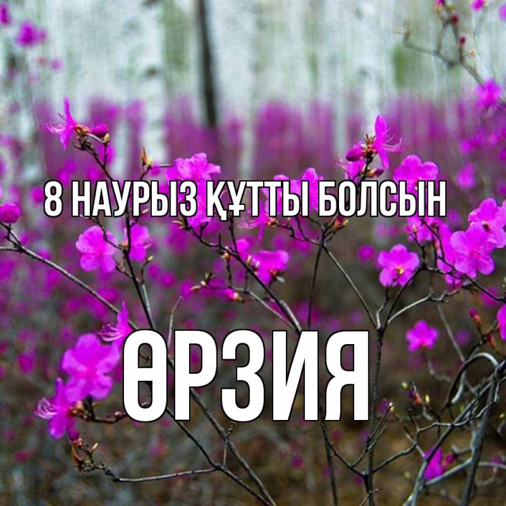 Күн сайын ашық хат с именем, ӨРЗИЯ 8 наурыз құтты болсын дикие цветы Онлайн тегін жүктеп алу тілектері бар керемет карта 