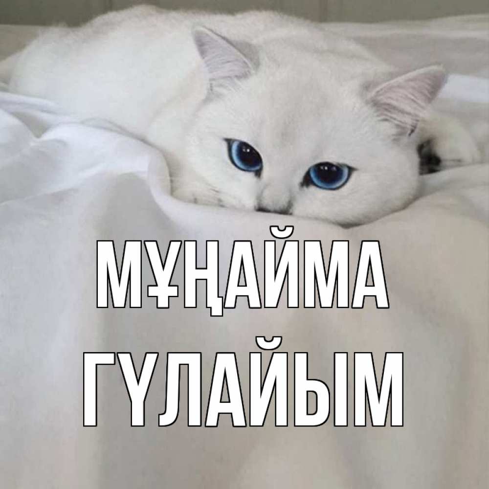 Күн сайын ашық хат с именем, ГҮЛАЙЫМ Мұңайма белый кот с голубыми глазами на белоснежной кровати Онлайн тегін жүктеп алу тілектері бар керемет карта 