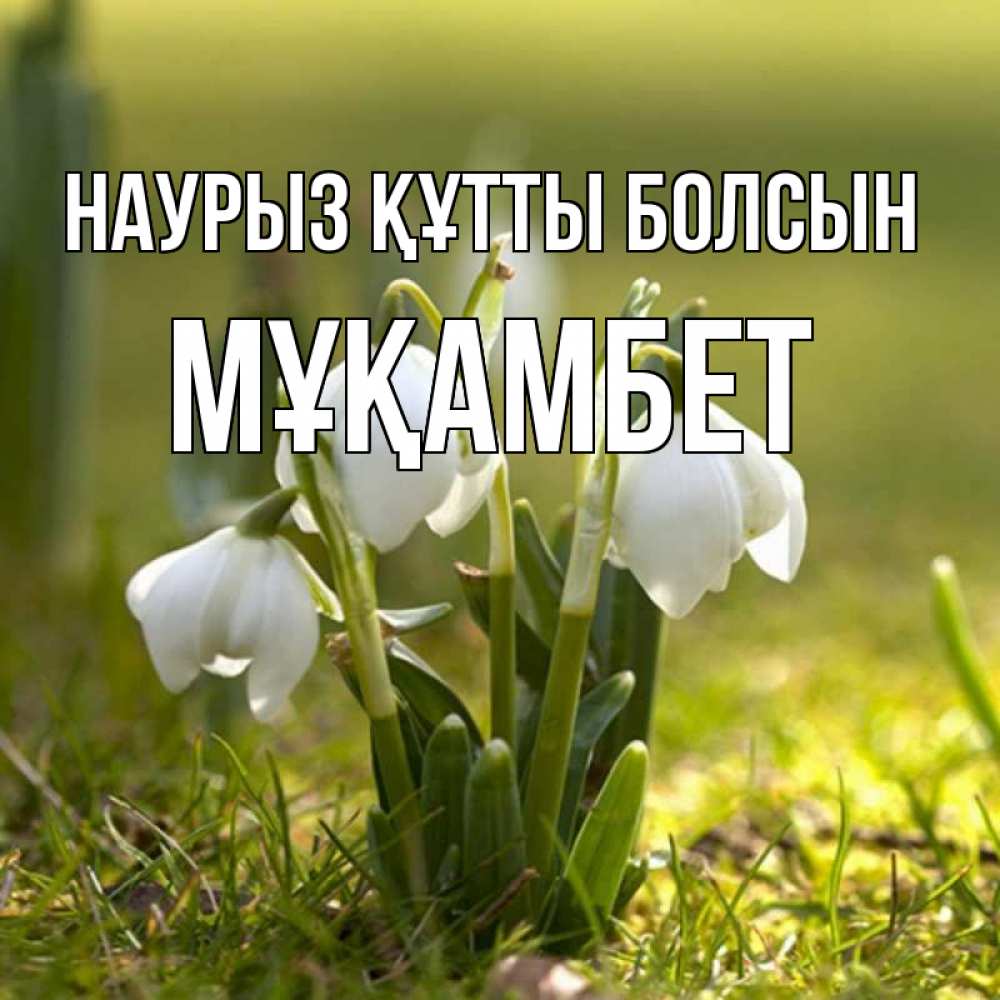 Күн сайын ашық хат с именем, МҰҚАМБЕТ Наурыз құтты болсын ранние цветы 2 Онлайн тегін жүктеп алу тілектері бар керемет карта 