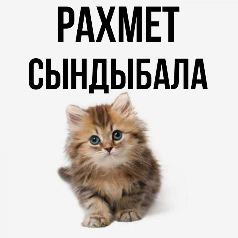 Күн сайын ашық хат с именем, СЫНДЫБАЛА рахмет пушистый котик Онлайн тегін жүктеп алу тілектері бар керемет карта 