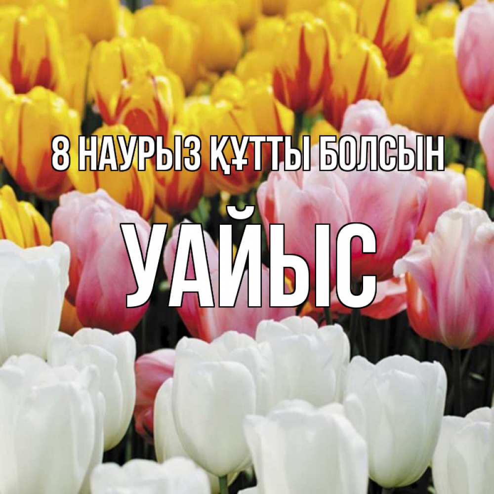 Күн сайын ашық хат с именем, УАЙЫС 8 наурыз құтты болсын разноцветные цветы Онлайн тегін жүктеп алу тілектері бар керемет карта 