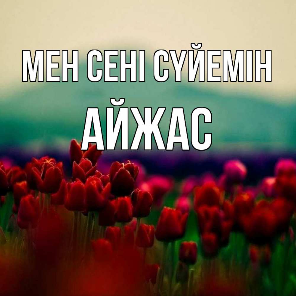 Күн сайын ашық хат с именем, Айжас Мен сені сүйемін тюльпаны 4 Онлайн тегін жүктеп алу тілектері бар керемет карта 