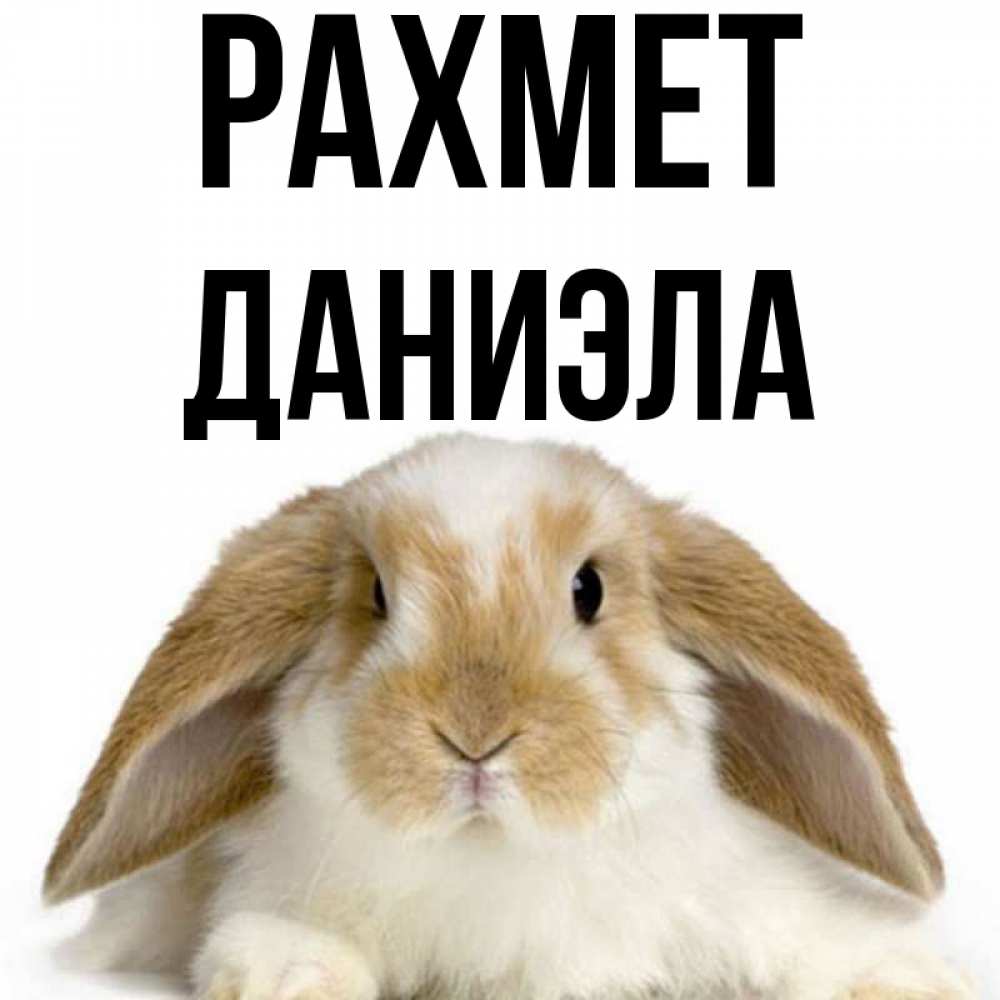 Күн сайын ашық хат с именем, Даниэла рахмет коричнево белый заяц Онлайн тегін жүктеп алу тілектері бар керемет карта 