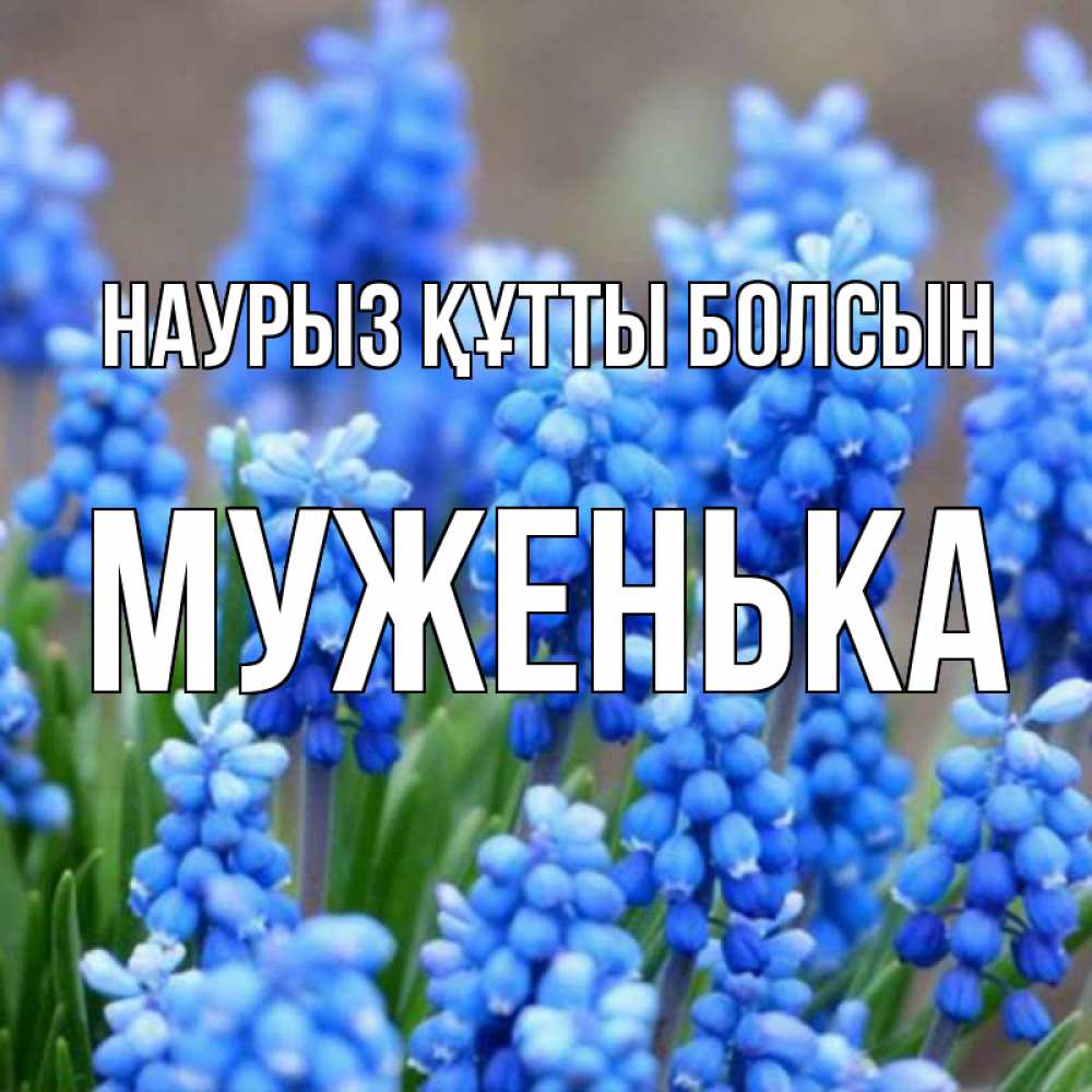Күн сайын ашық хат с именем, Муженька Наурыз құтты болсын Поздравительная открытка для женщин с цветами на праздничную дату Онлайн тегін жүктеп алу тілектері бар керемет карта 