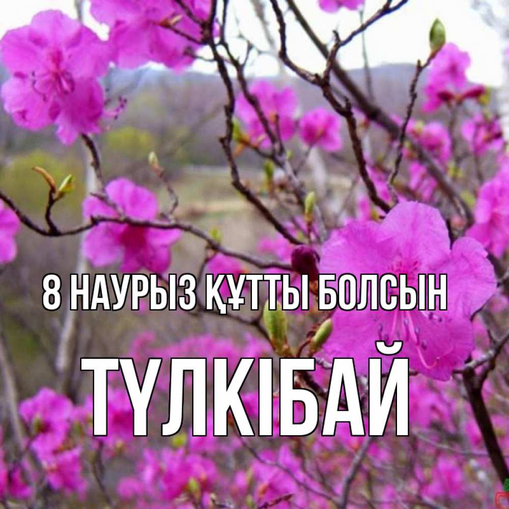 Күн сайын ашық хат с именем, ТҮЛКІБАЙ 8 наурыз құтты болсын международный женский день Онлайн тегін жүктеп алу тілектері бар керемет карта 