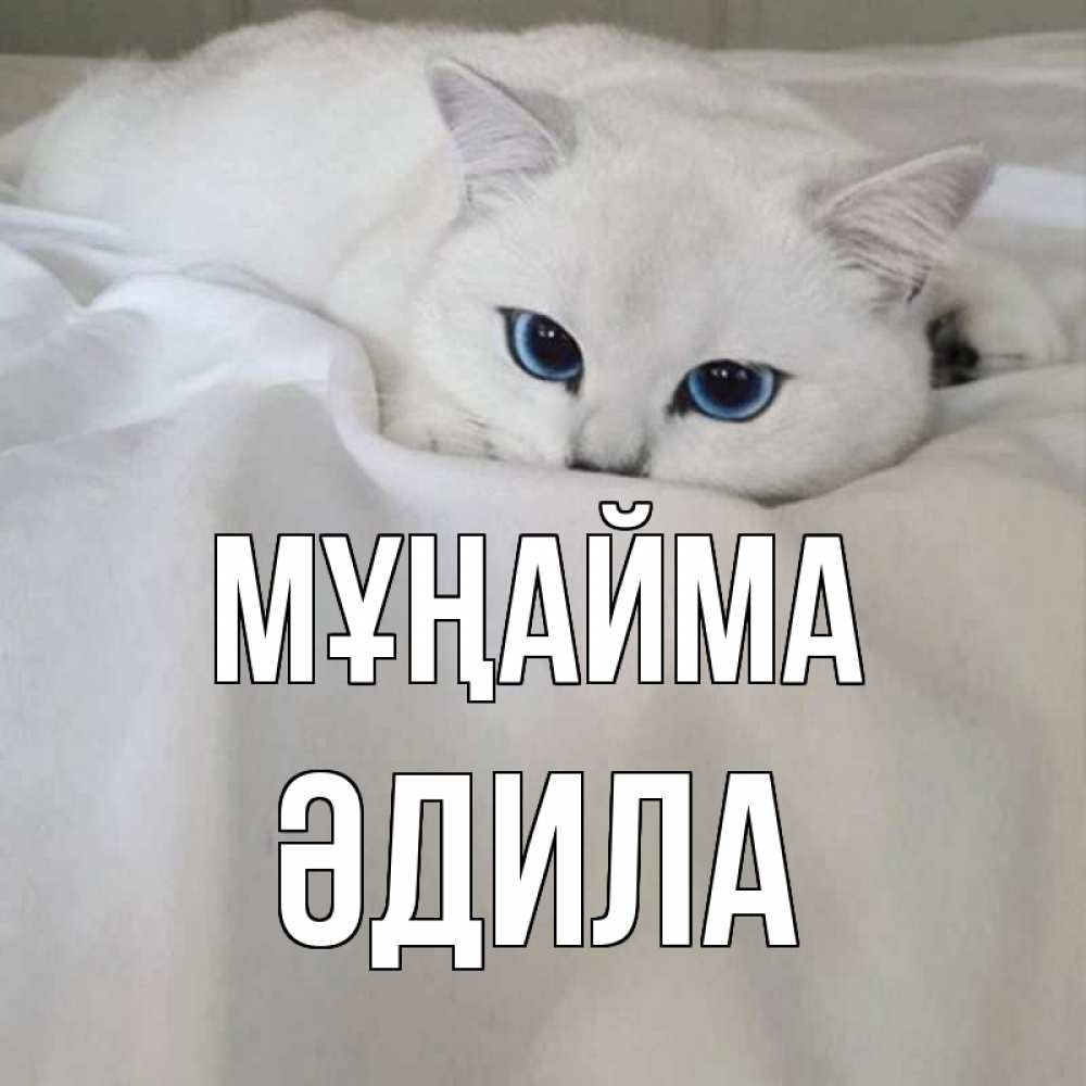 Күн сайын ашық хат с именем, ӘДИЛА Мұңайма белый кот с голубыми глазами на белоснежной кровати Онлайн тегін жүктеп алу тілектері бар керемет карта 