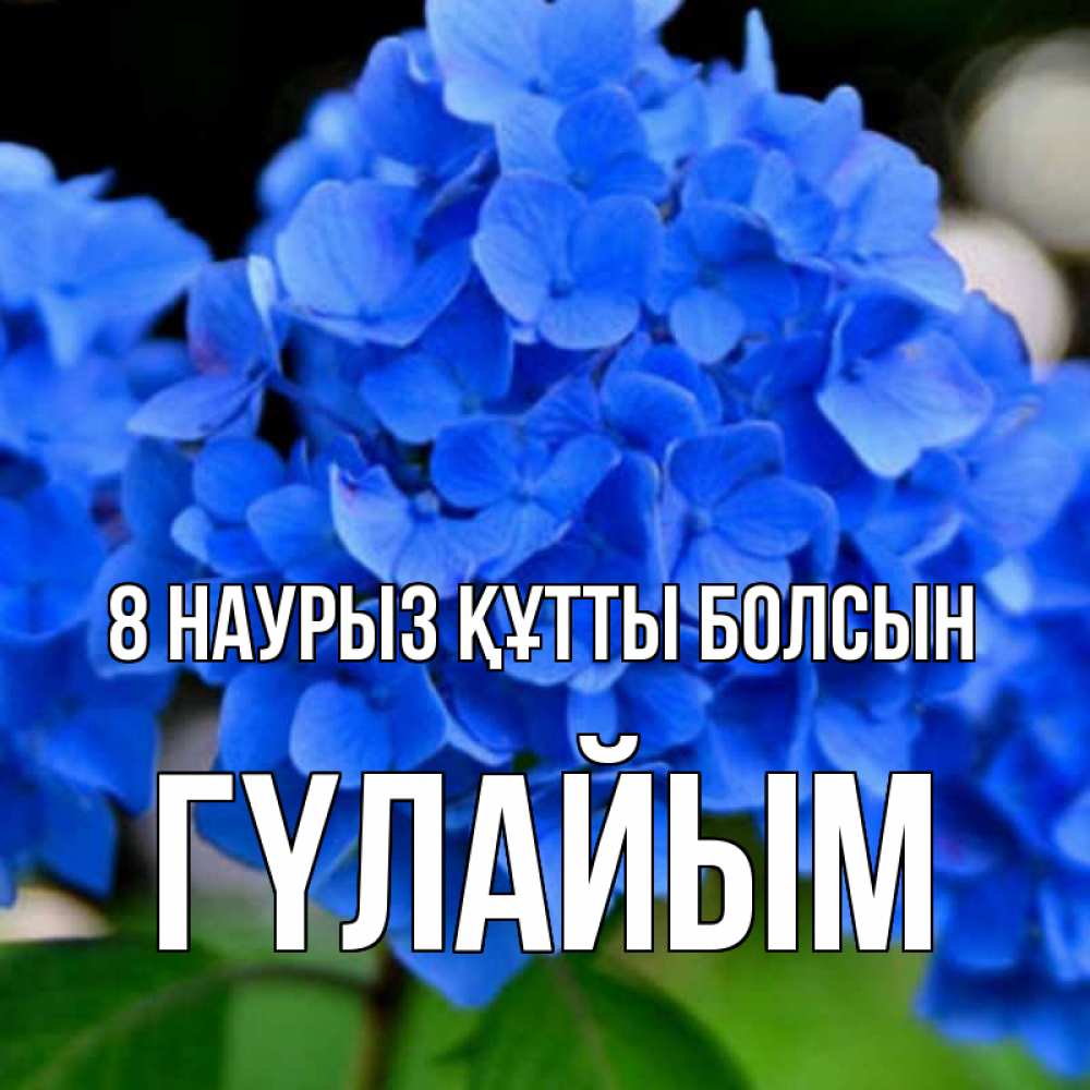 Күн сайын ашық хат с именем, ГҮЛАЙЫМ 8 наурыз құтты болсын синие цветы Онлайн тегін жүктеп алу тілектері бар керемет карта 