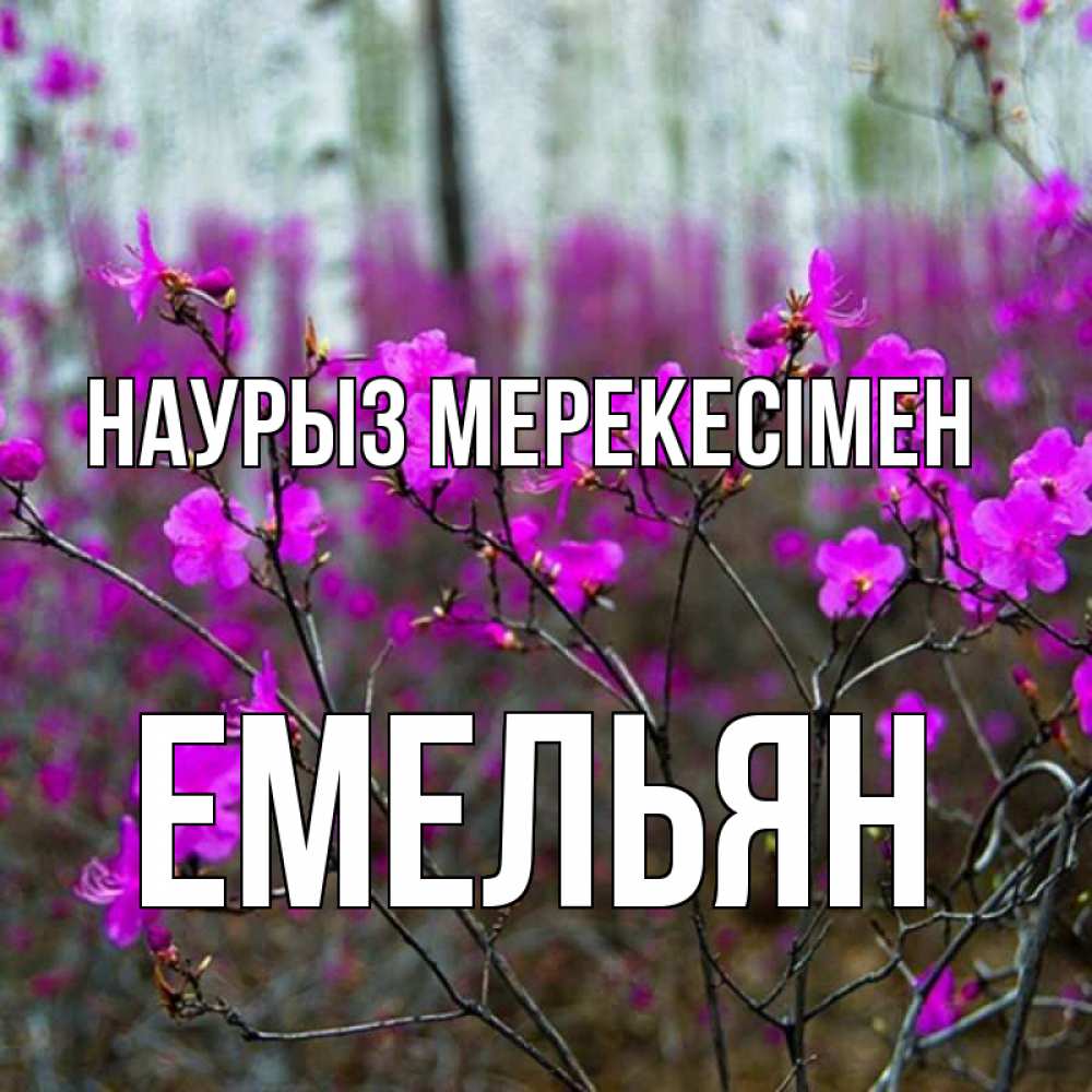 Күн сайын ашық хат с именем, Емельян Наурыз мерекесімен дикие цветы Онлайн тегін жүктеп алу тілектері бар керемет карта 