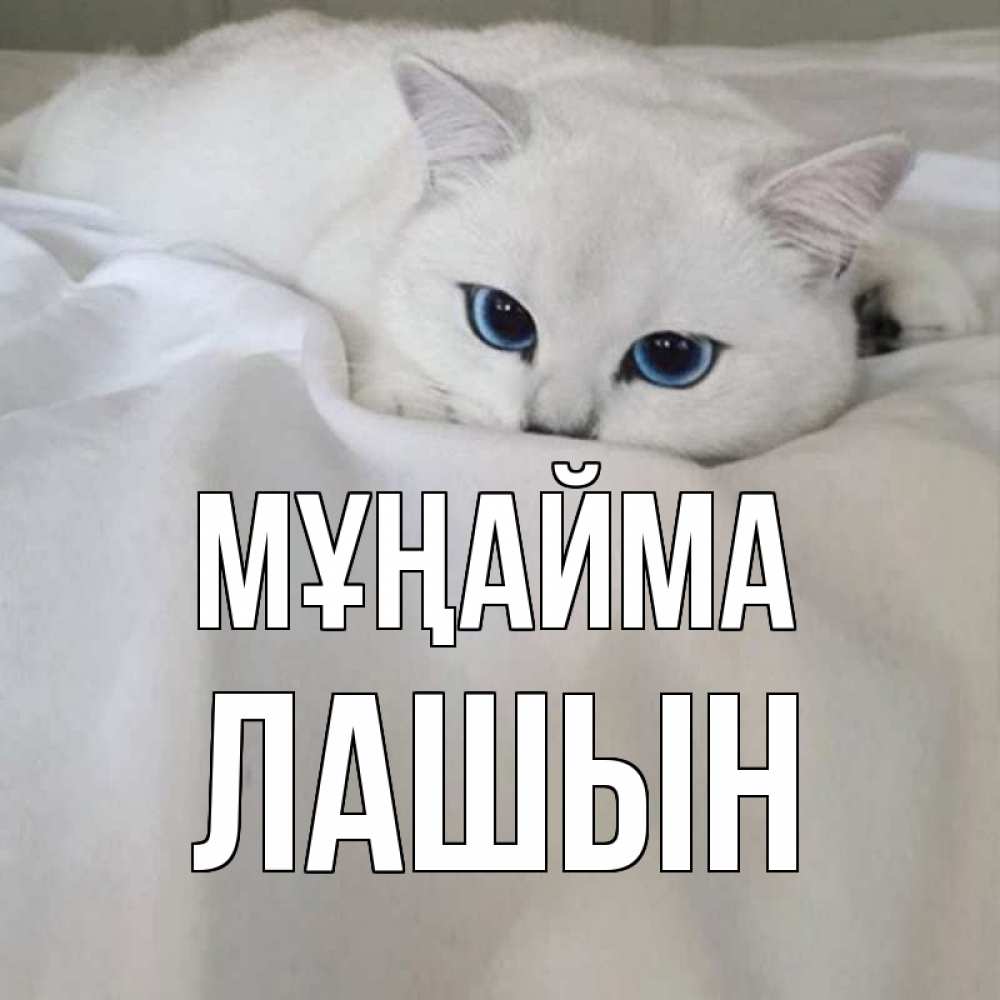 Күн сайын ашық хат с именем, ЛАШЫН Мұңайма белый кот с голубыми глазами на белоснежной кровати Онлайн тегін жүктеп алу тілектері бар керемет карта 