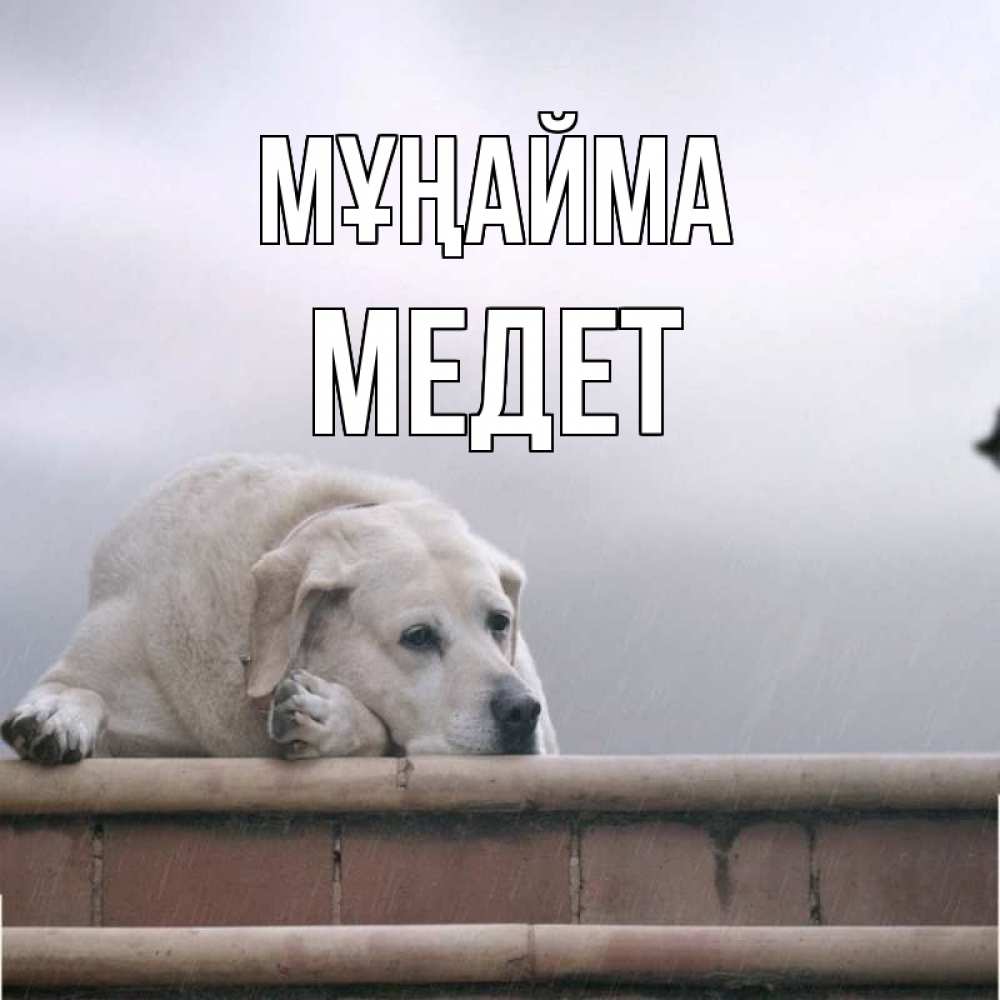 Күн сайын ашық хат с именем, МЕДЕТ Мұңайма белый пес 1 Онлайн тегін жүктеп алу тілектері бар керемет карта 