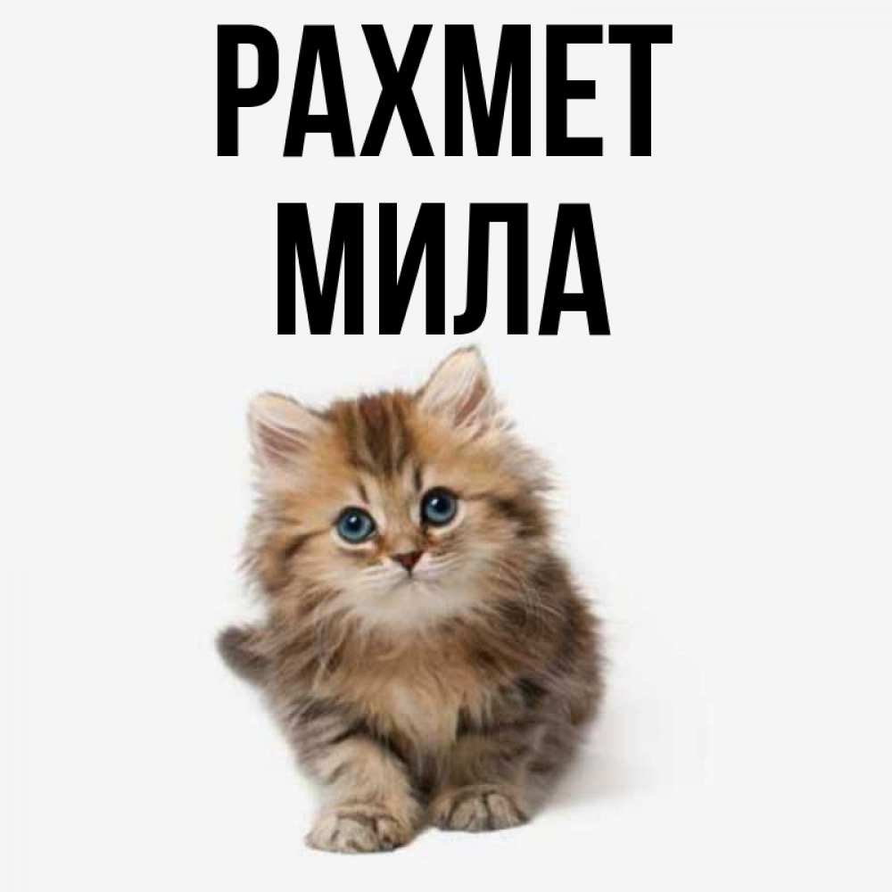 Күн сайын ашық хат с именем, Мила рахмет пушистый котик Онлайн тегін жүктеп алу тілектері бар керемет карта 