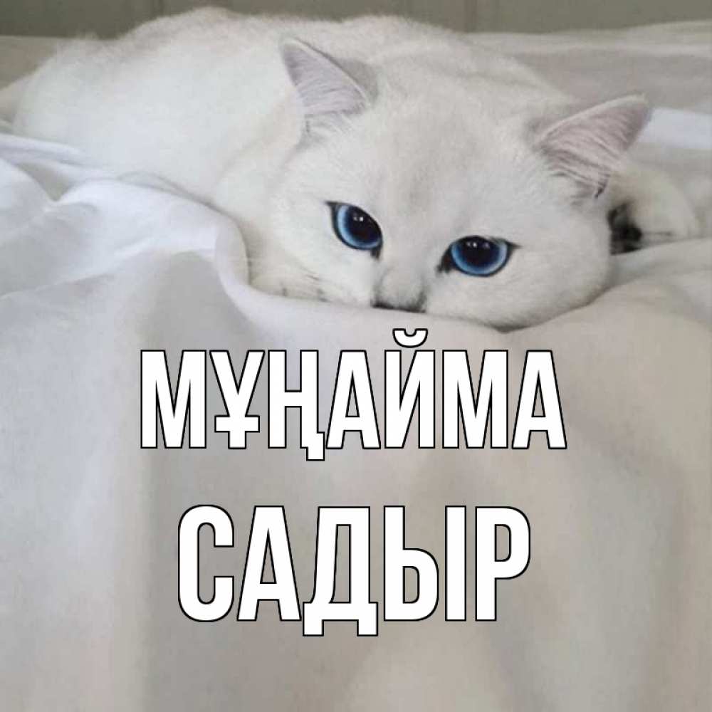 Күн сайын ашық хат с именем, САДЫР Мұңайма белый кот с голубыми глазами на белоснежной кровати Онлайн тегін жүктеп алу тілектері бар керемет карта 