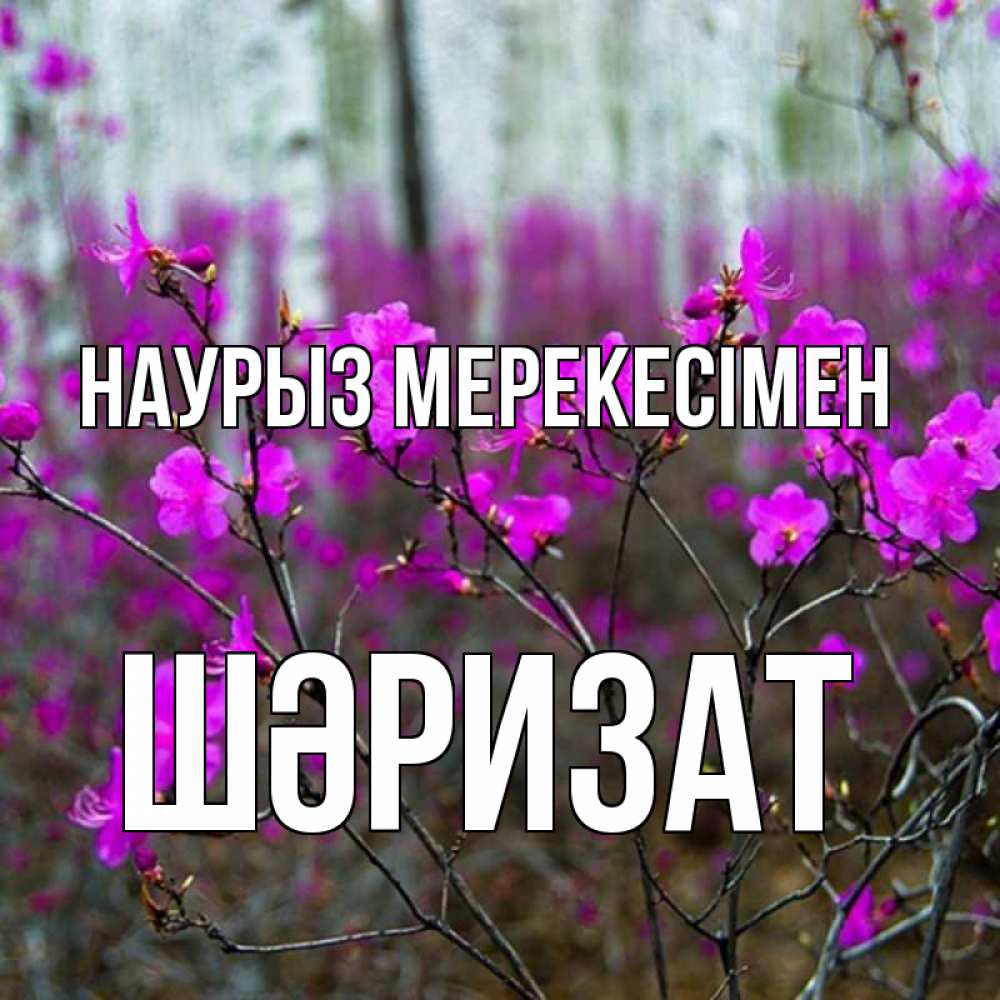 Күн сайын ашық хат с именем, ШӘРИЗАТ Наурыз мерекесімен дикие цветы Онлайн тегін жүктеп алу тілектері бар керемет карта 